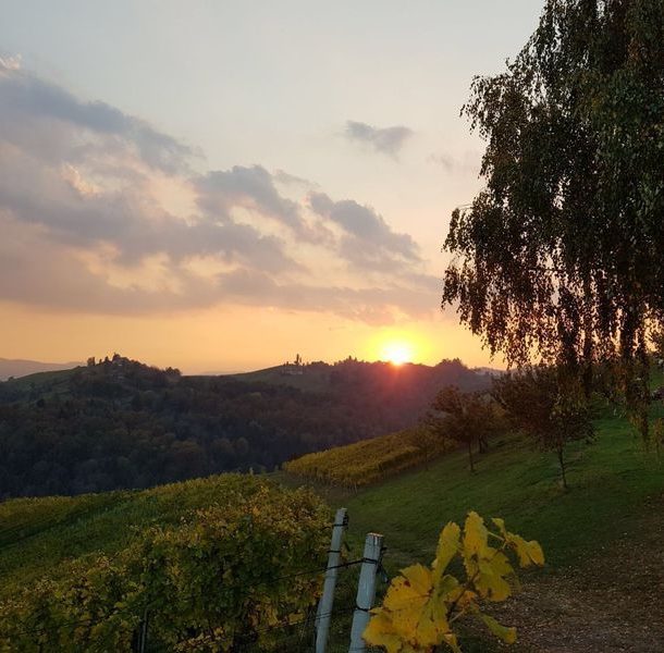 Weingarten bei Sonnenuntergang