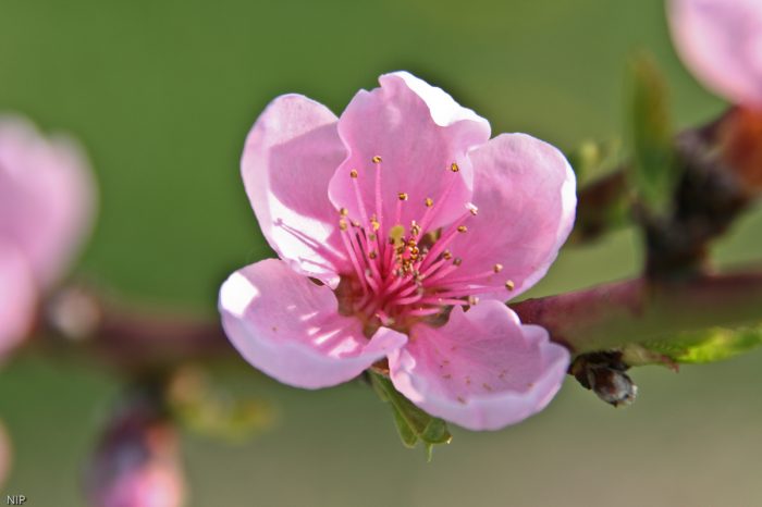 Pfirsichblüte